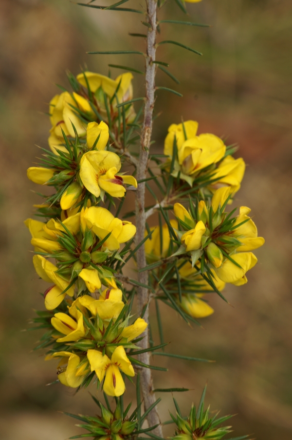 Pultenaea acerosa